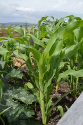 Corn